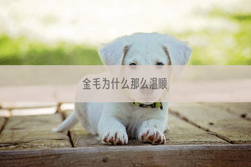 金毛为什么那么温顺