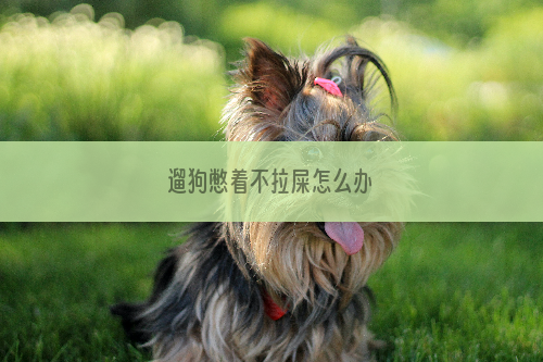 遛狗憋着不拉屎怎么办