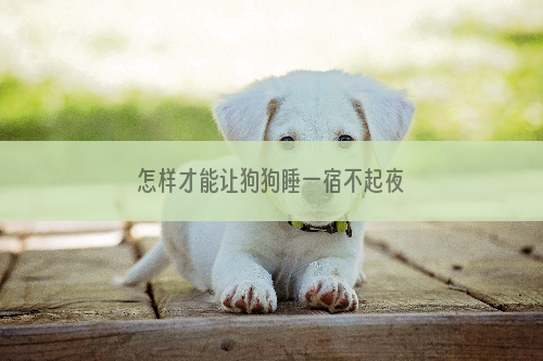 怎样才能让狗狗睡一宿不起夜