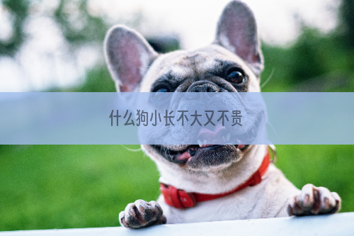 什么狗小长不大又不贵
