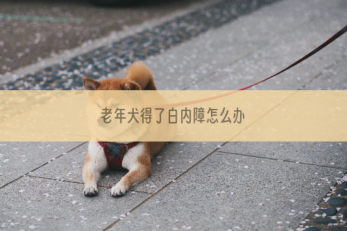 老年犬得了白内障怎么办