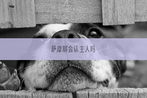 萨摩耶会认主人吗