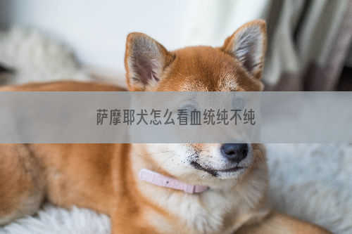 萨摩耶犬怎么看血统纯不纯