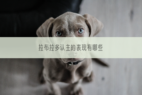 拉布拉多认主的表现有哪些