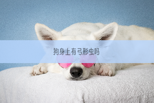 狗身上有弓形虫吗
