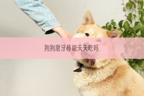 狗狗磨牙棒能天天吃吗