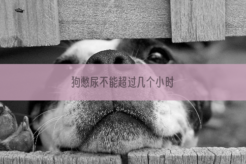 狗憋尿不能超过几个小时