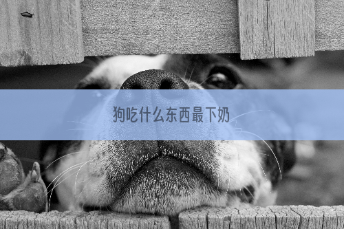 狗吃什么东西最下奶