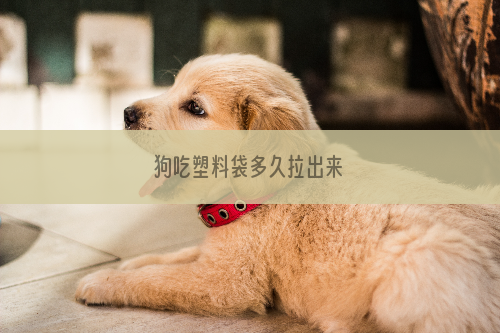 狗吃塑料袋多久拉出来