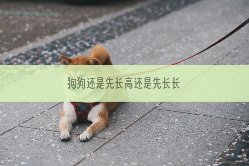狗狗还是先长高还是先长长