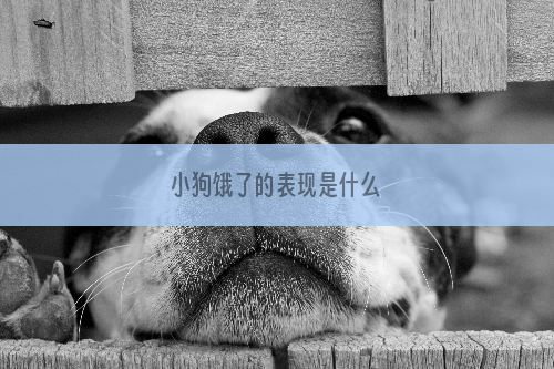小狗饿了的表现是什么