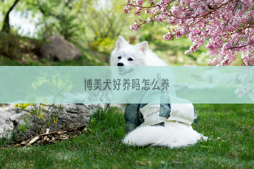 博美犬好养吗怎么养