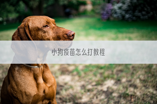 小狗疫苗怎么打教程