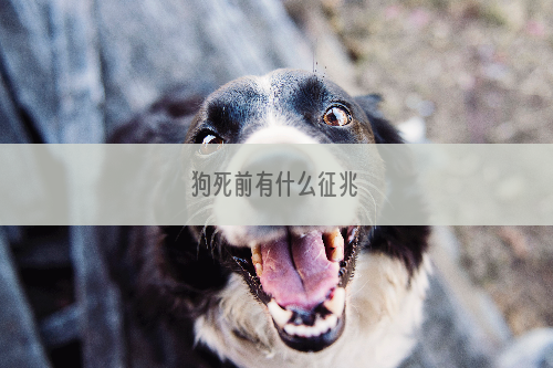 狗死前有什么征兆