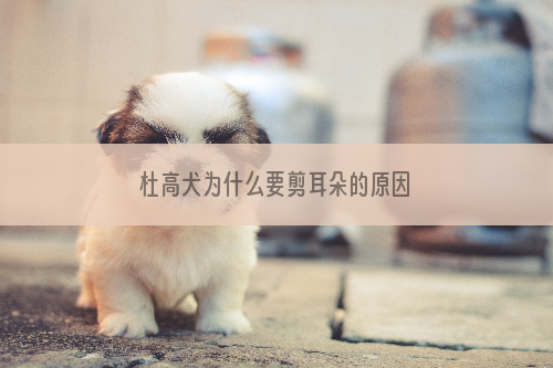 杜高犬为什么要剪耳朵的原因