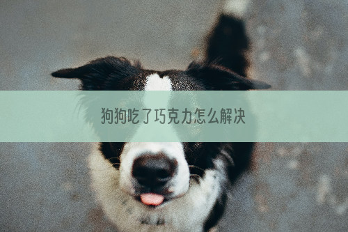 狗狗吃了巧克力怎么解决