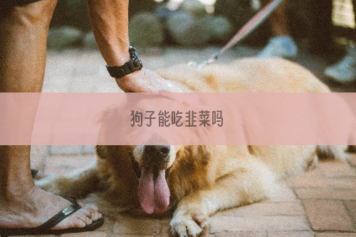狗子能吃韭菜吗