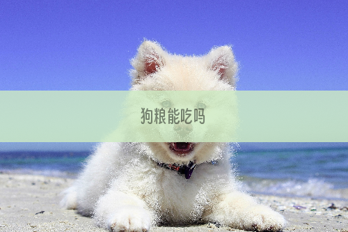 狗粮能吃吗