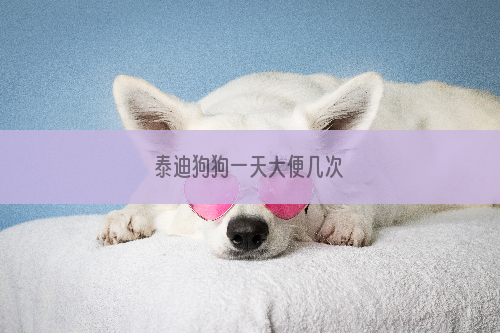 泰迪狗狗一天大便几次