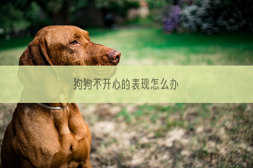 狗狗不开心的表现怎么办