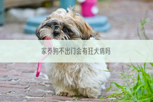 家养狗不出门会有狂犬病吗