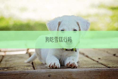 狗吃雪糕行吗