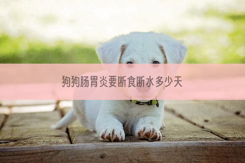 狗狗肠胃炎要断食断水多少天
