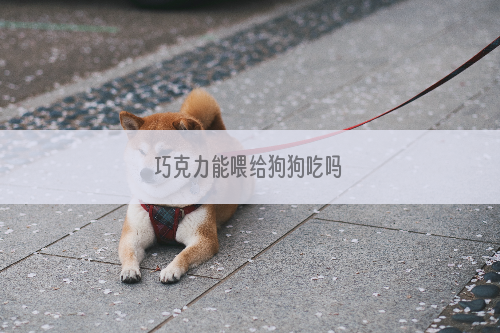 巧克力能喂给狗狗吃吗