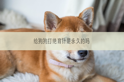 给狗狗打绝育针是永久的吗