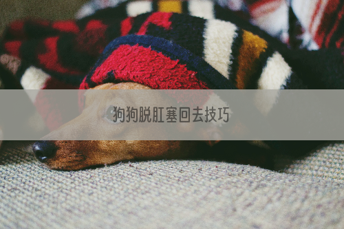 狗狗脱肛塞回去技巧