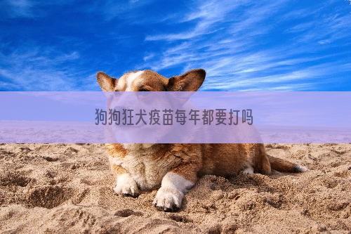 狗狗狂犬疫苗每年都要打吗