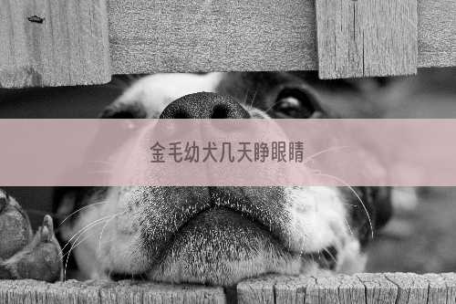 金毛幼犬几天睁眼睛