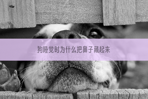 狗睡觉时为什么把鼻子藏起来