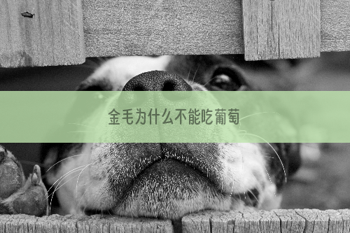 金毛为什么不能吃葡萄