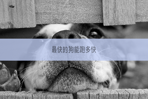 最快的狗能跑多快