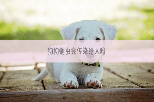 狗狗蛔虫会传染给人吗