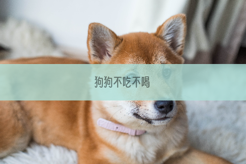 狗狗不吃不喝