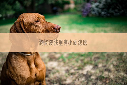 狗狗皮肤里有小硬疙瘩