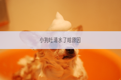 小狗吐清水了啥原因