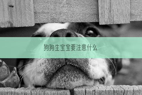 狗狗生宝宝要注意什么