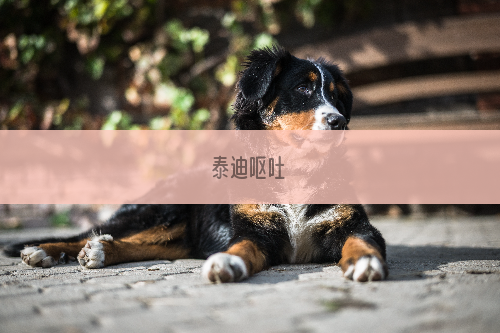 泰迪呕吐