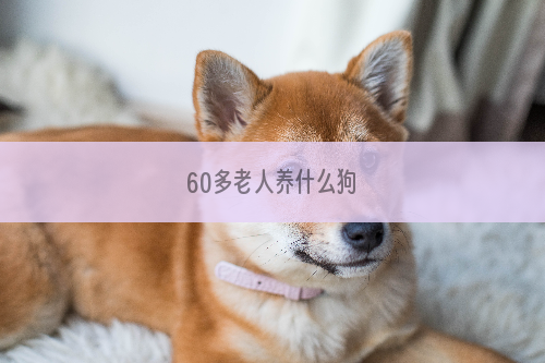 60多老人养什么狗