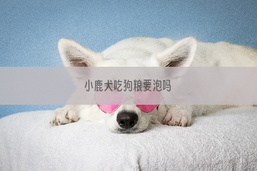 小鹿犬吃狗粮要泡吗