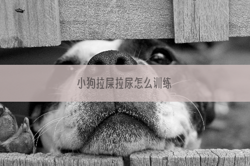 小狗拉屎拉尿怎么训练