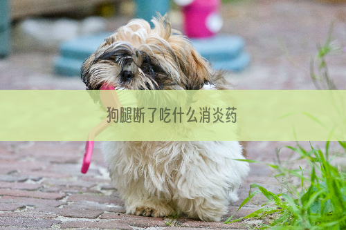 狗腿断了吃什么消炎药