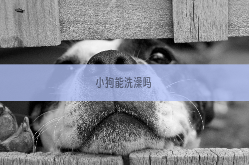 小狗能洗澡吗