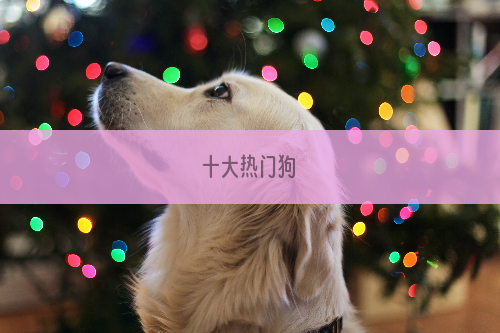 十大热门狗