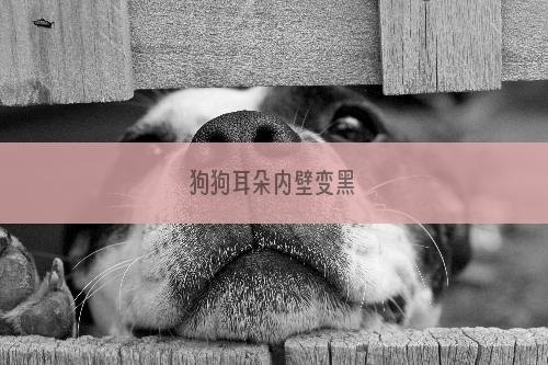 狗狗耳朵内壁变黑