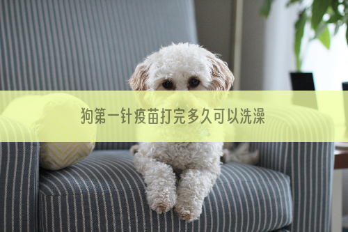 狗第一针疫苗打完多久可以洗澡