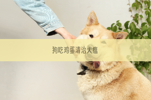 狗吃鸡蛋清治犬瘟